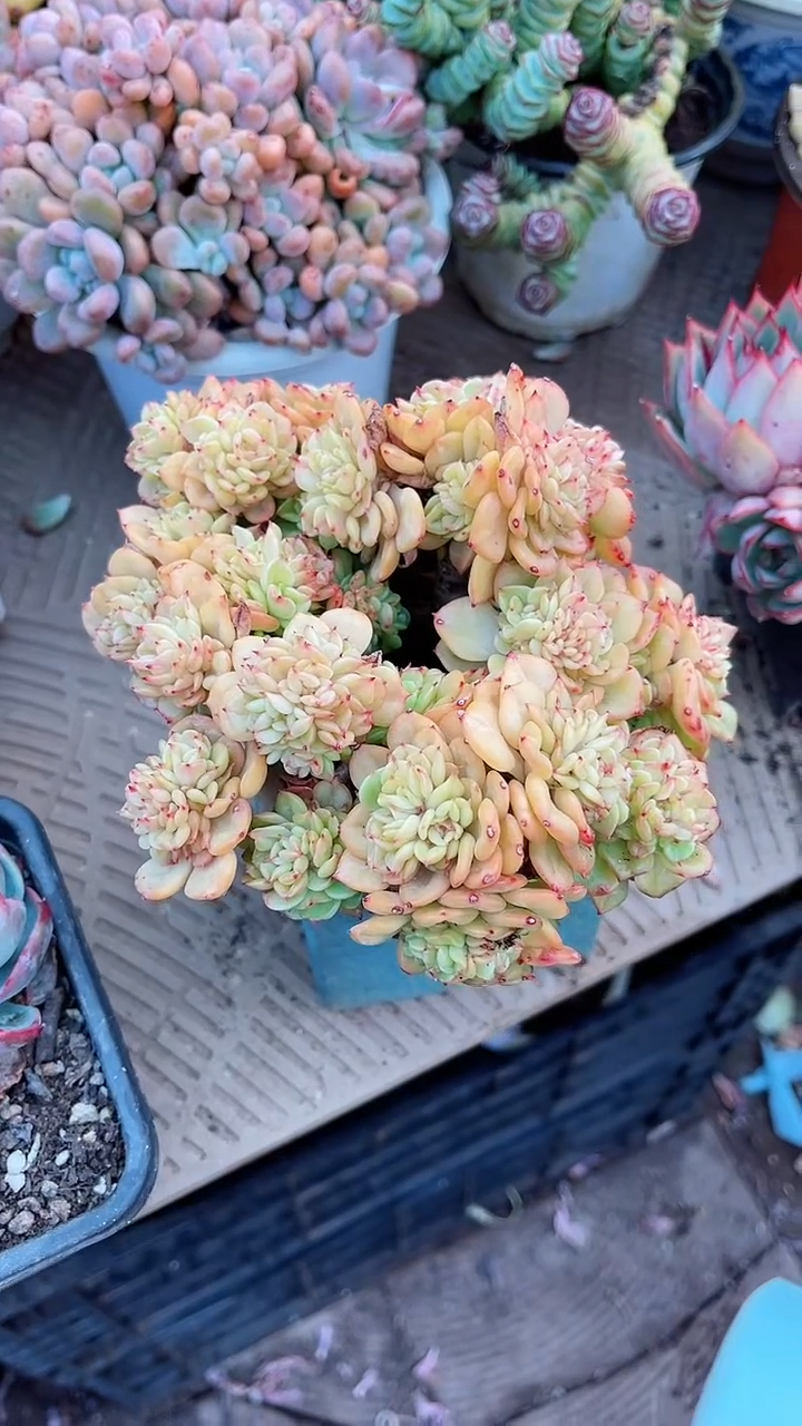 【闪购商品】13144