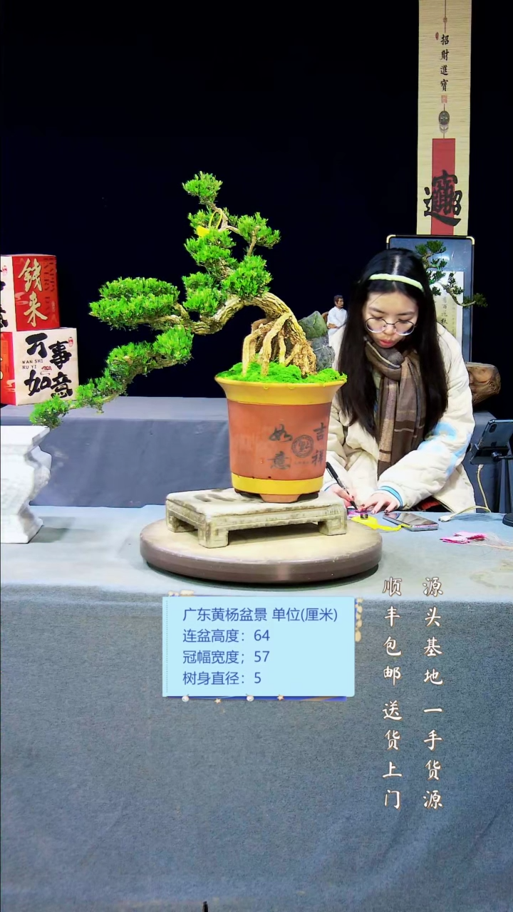 【闪购商品】黄杨盆景黄杨盆景