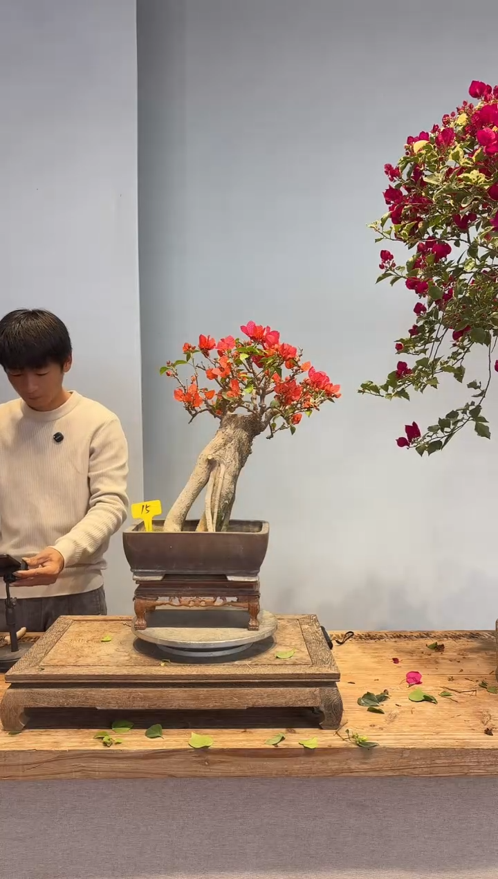 以实际为准q三角梅15