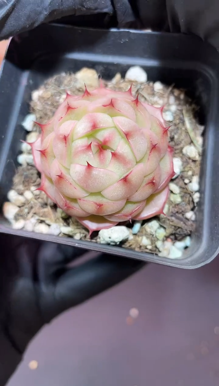 闪购952 圆小y多肉一颗   厘米