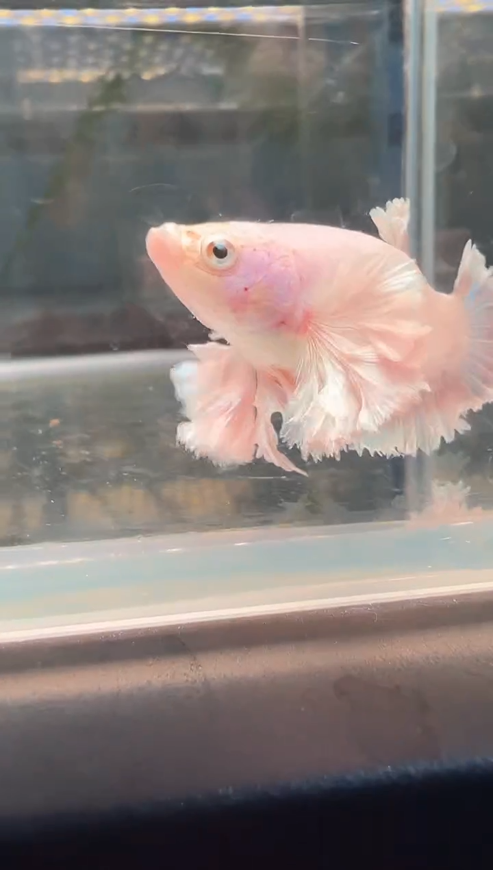 斗鱼斗鱼绣球大耳朵球球耳母鱼