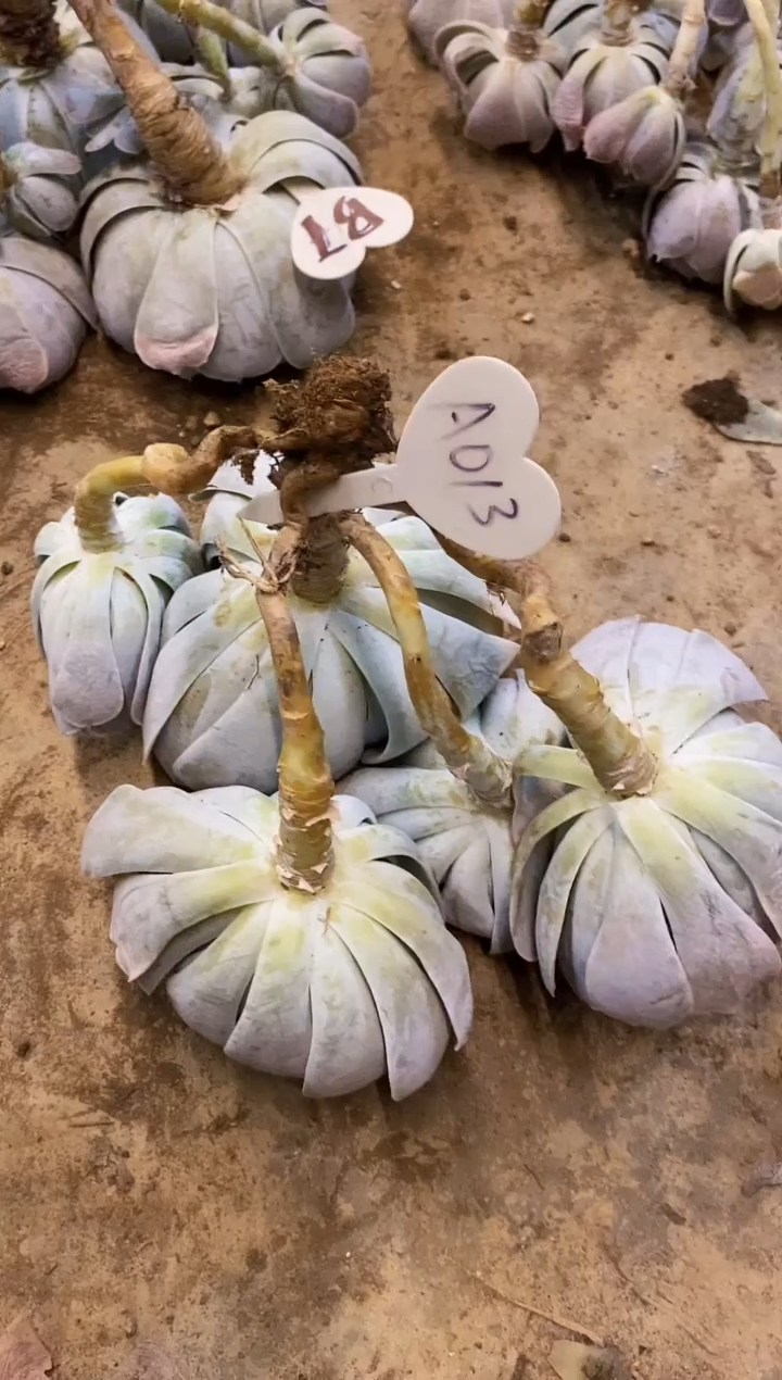 1**1                  A013号圣卡（轻微断不售后）￥25