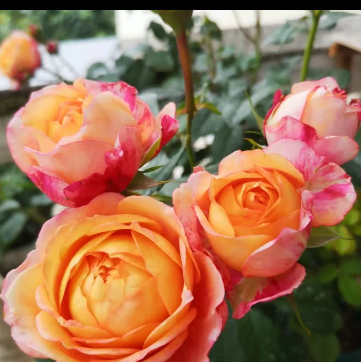 【大花美人】浓香大花易养盆栽月季阳台月季庭院花卉多季节开花