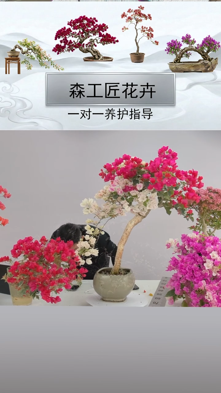 以实际为准一物一拍三角梅