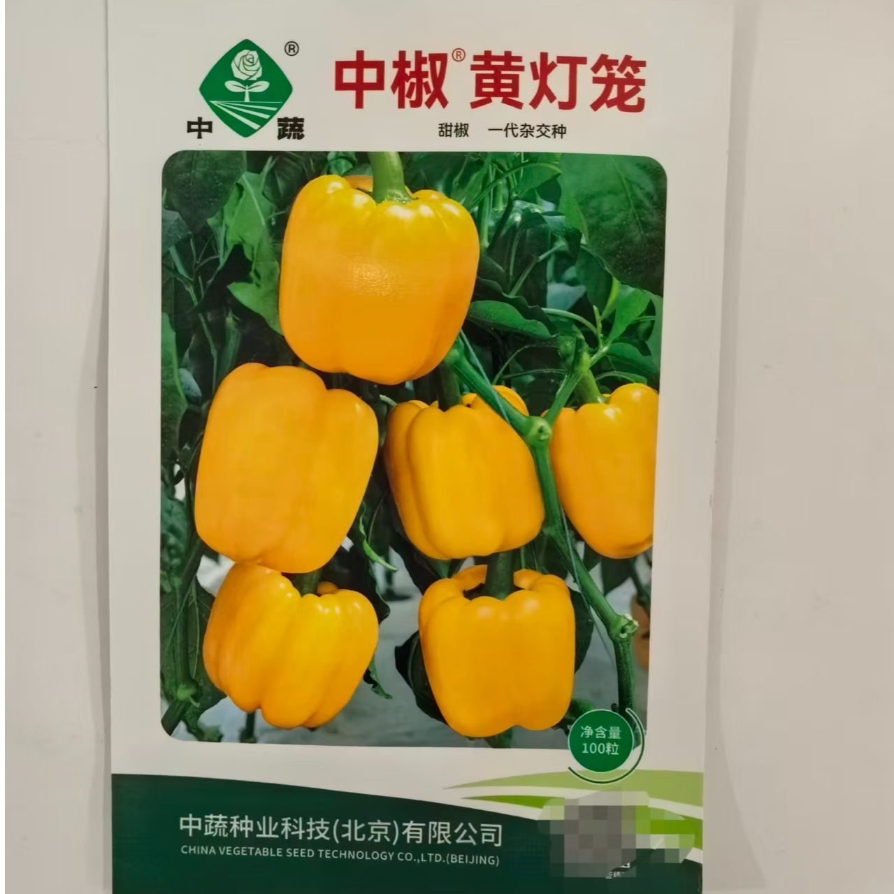 黄灯笼种子中晚熟果实方灯笼形连续坐果性好绿变亮黄色， 货架期长