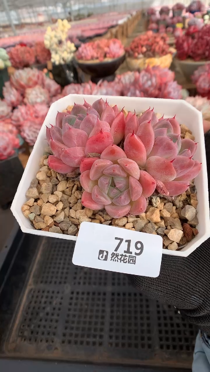719如梦令一物一拍多肉植物