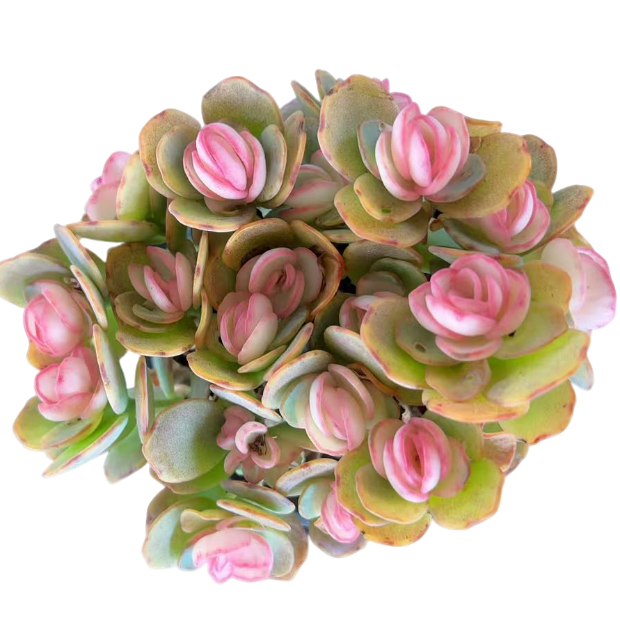 【贝壳锦】带盆土发 多肉盆栽植物七夕鲜花 百荟多肉（两单包邮） 