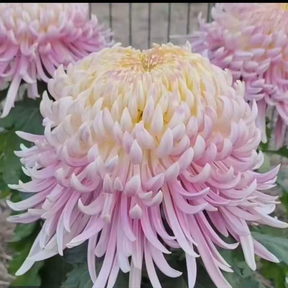 稀有品种【盘龙宝翊】带花苞菊花盆栽九月菊多季开花室内花卉植物