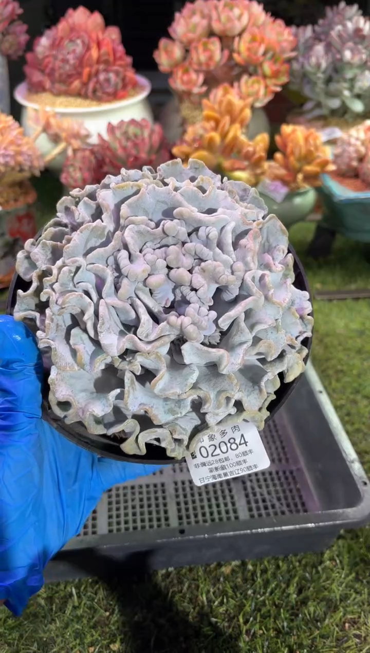 【闪购商品】02084