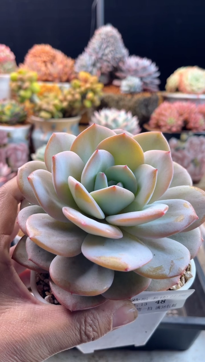 【闪购商品】1.13-48奶茶