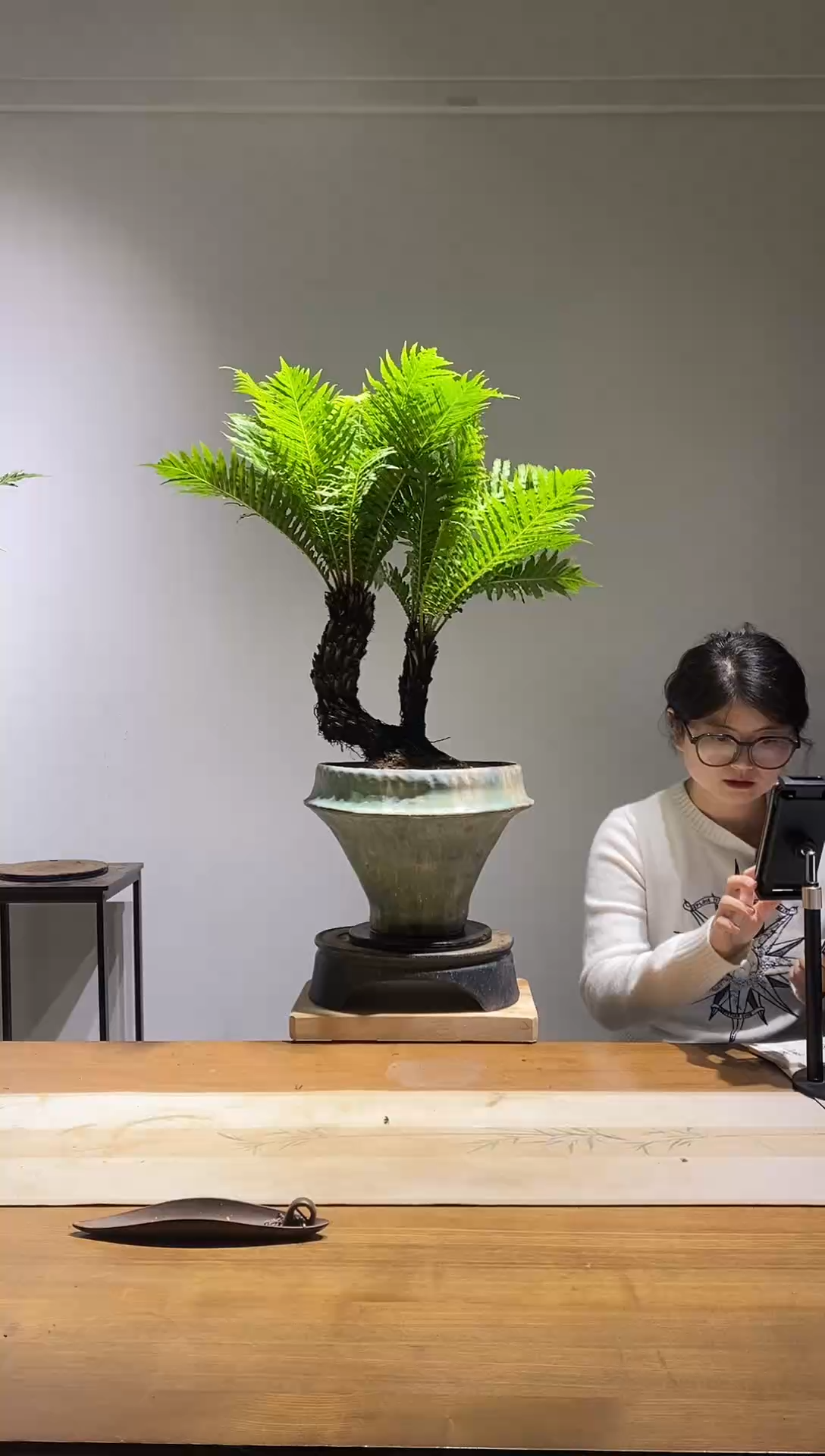 无花朵桩上桩老桩富贵蕨室内绿植