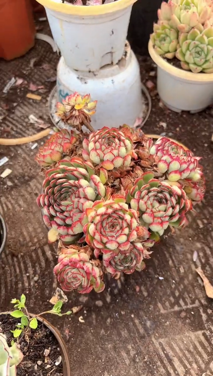 敏*多肉植物一物一拍09267