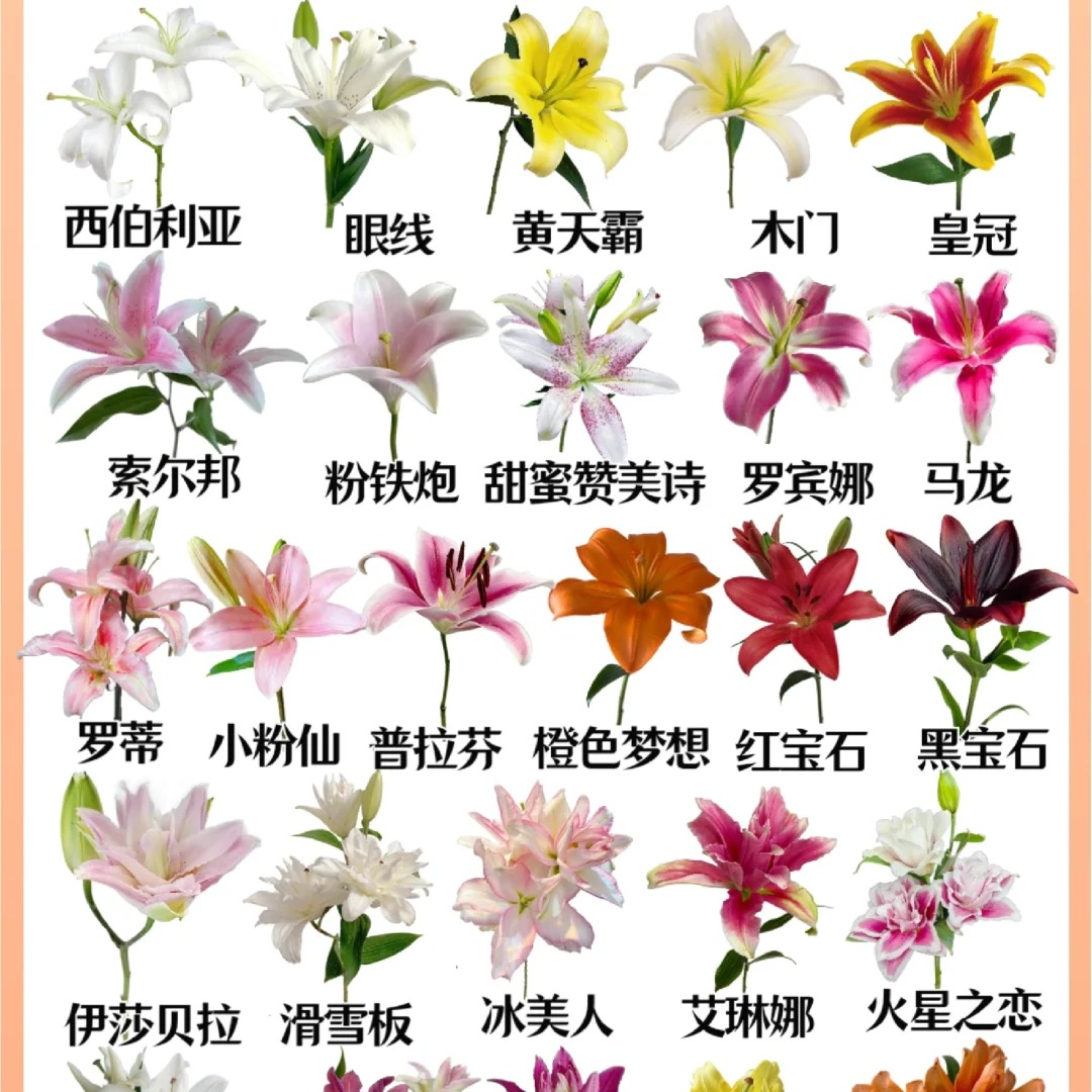 【两个老六卖花花】瑕疵香水百合 2单升级快递发货后不支持退款