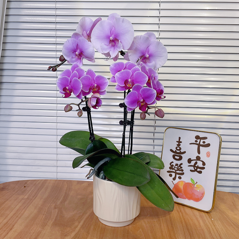 【艺术双拼-蝴蝶兰】QX高端鲜花 定制款 易养花期长 送礼 家居摆件