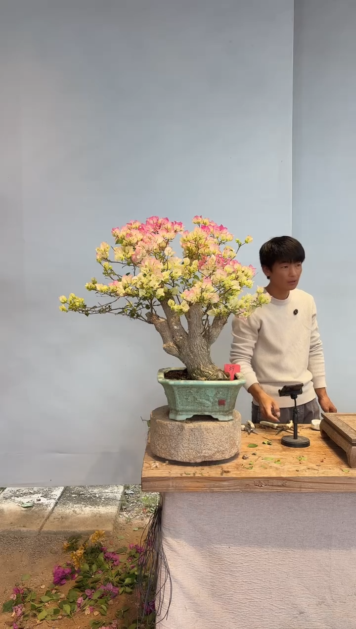 以实际为准唯****布三角梅39