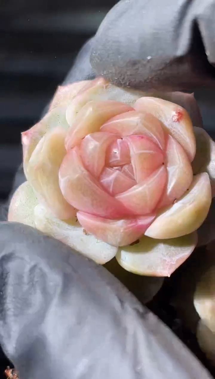 27-38羽扇2-3厘米量拍发一颗