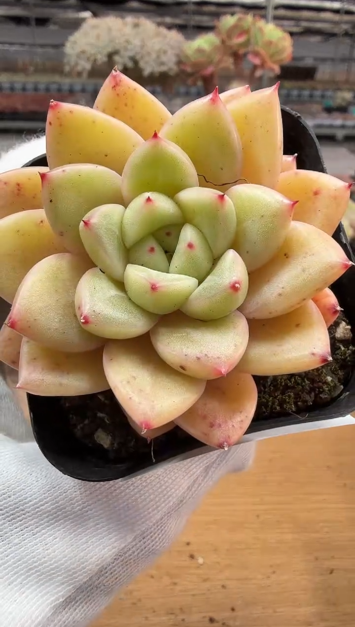 东云多肉园二店-336