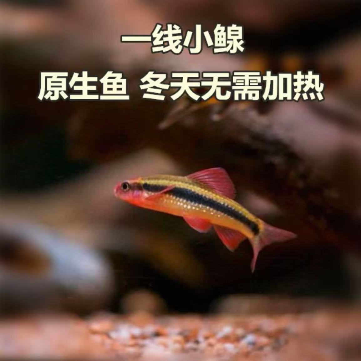 小鳈鱼 小泉鱼活体 冷水鱼 观赏鱼 原生鱼 工具鱼除藻活体 荷叶鱼