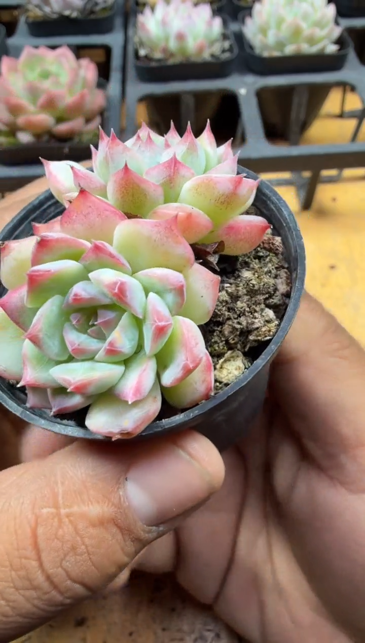 东云多肉园三号店-76