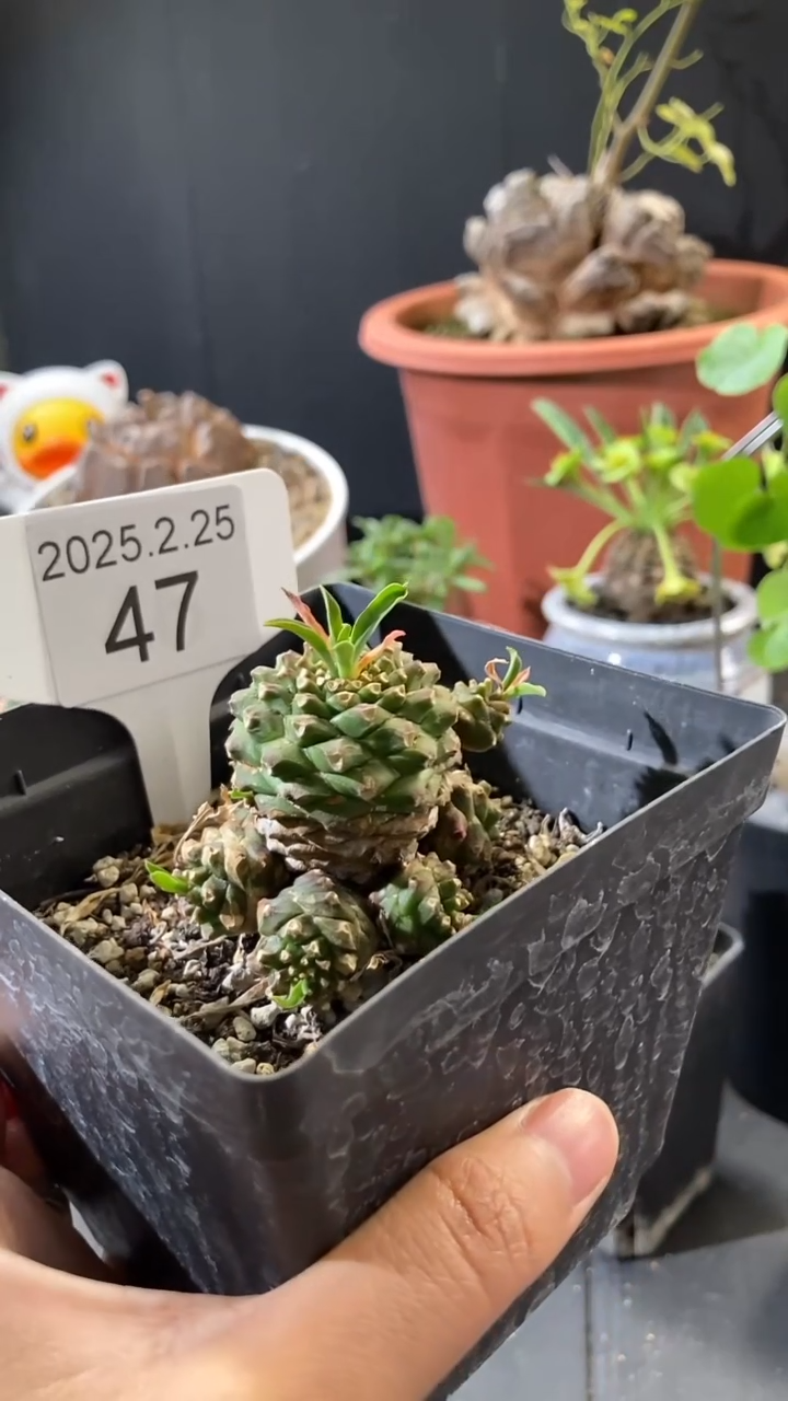 【闪购商品】铁甲麒麟2.25.48