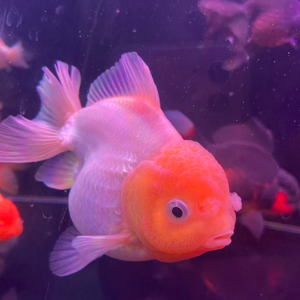 精品金鱼观赏鱼【无完整开箱视频不售后】直播间马印灯效果介意勿拍