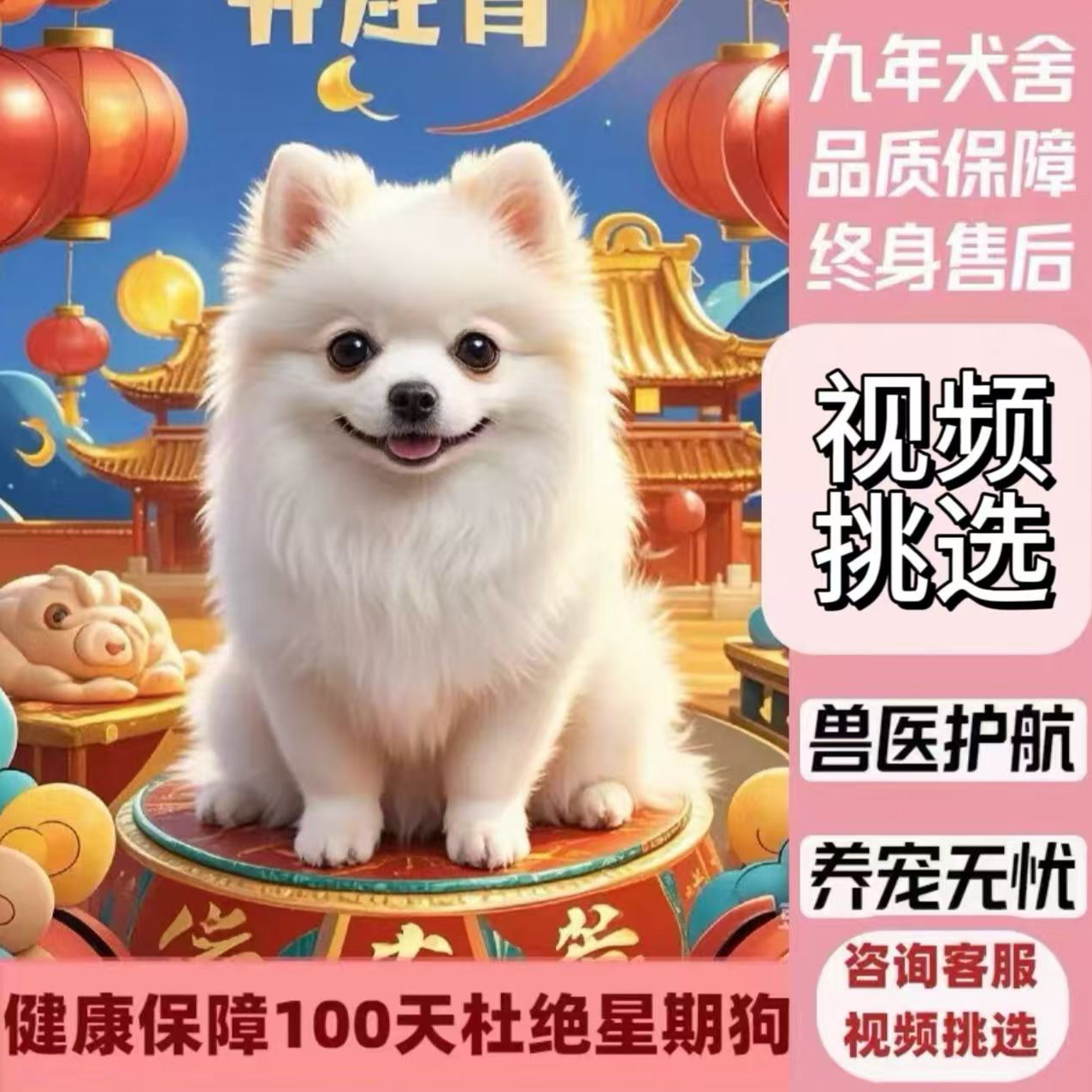 纯种小型犬幼犬茶杯犬小体犬 耿1