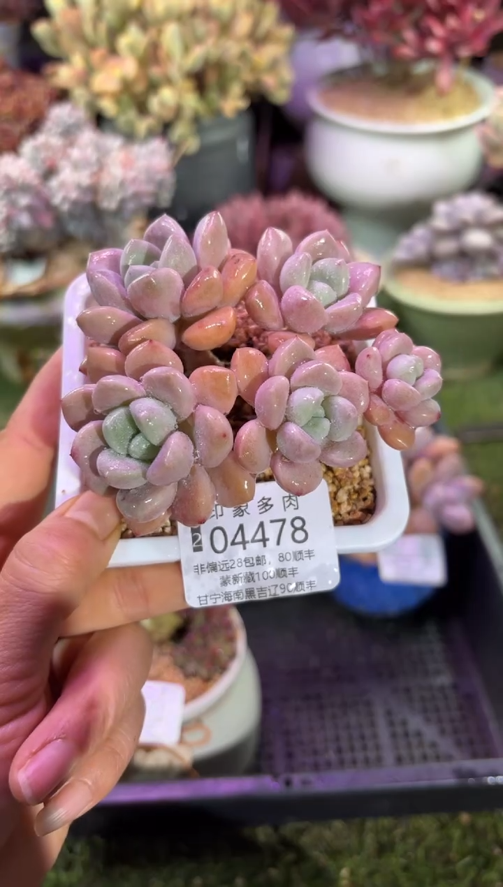 【闪购商品】04478