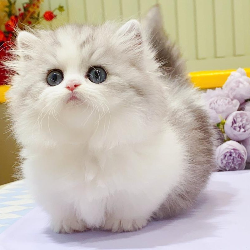 娟娟（ 品种齐全）布偶金渐层美短银渐层缅因等宠物猫活体