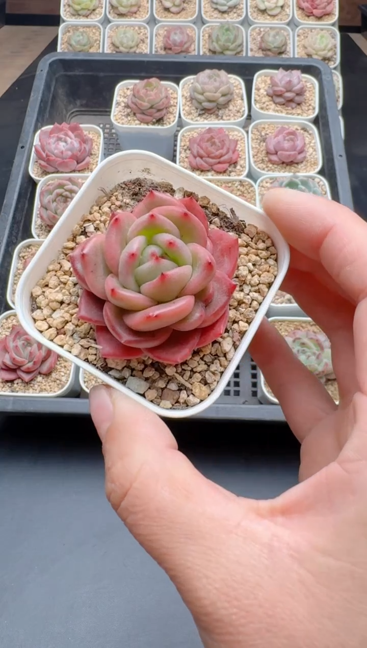 【闪购商品】220A多肉带盆土6.5杯当天拍3颗包柚