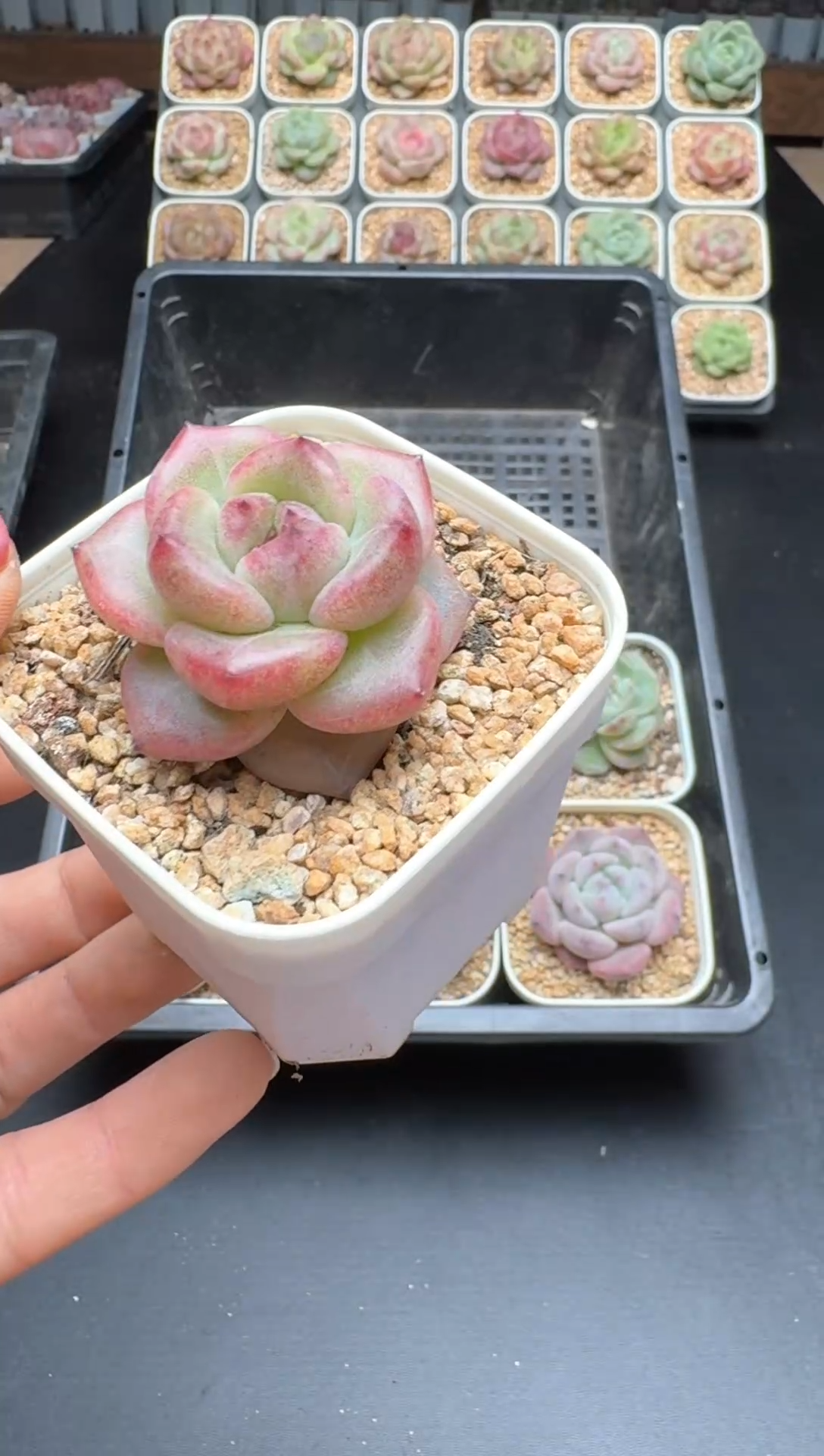 【闪购商品】519号 珍妮杂交多肉 花卉植物