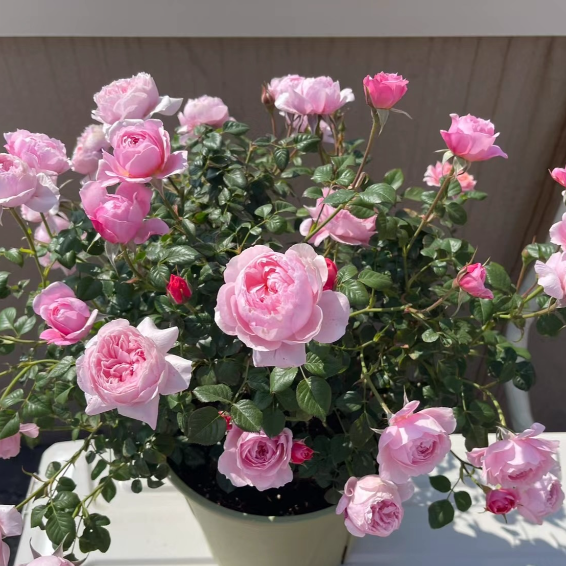 【铃之妖精】灌木月季粉色多头阳台庭院种植四季开花