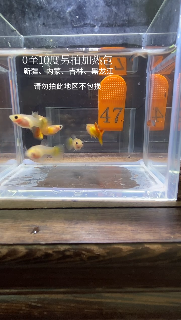 孔雀鱼皇家日落普通体47