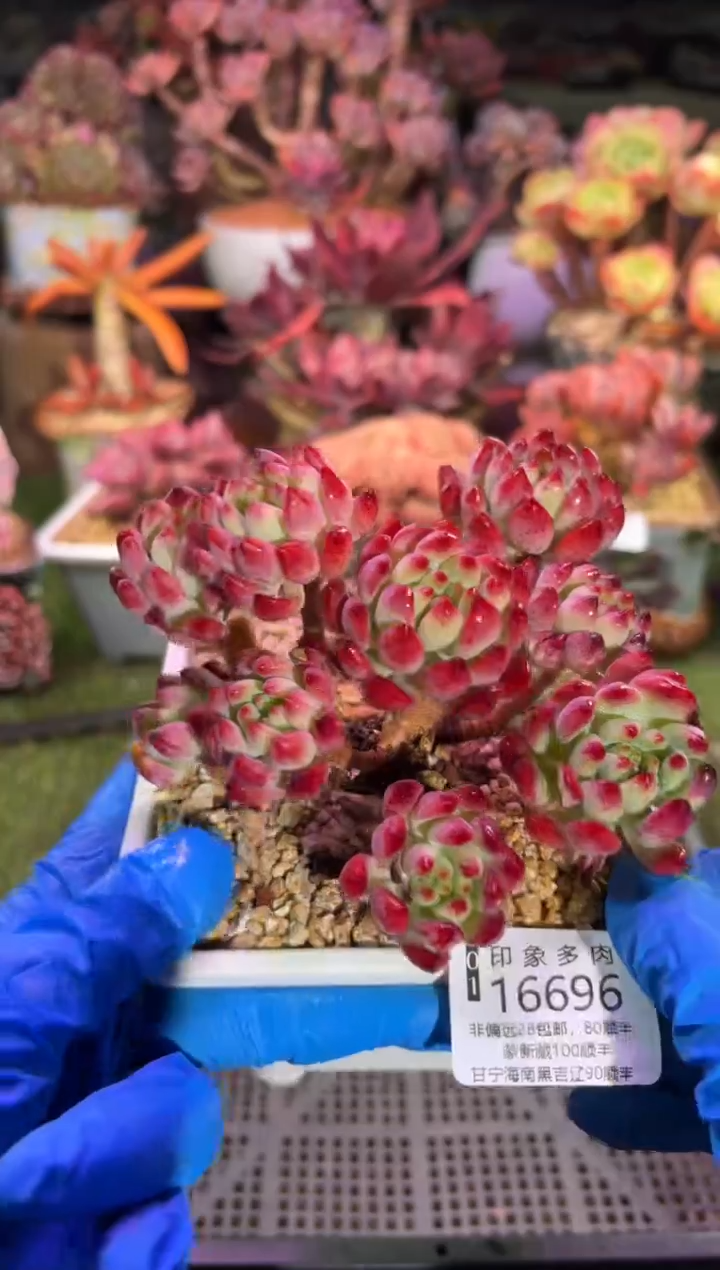 【闪购商品】16696 