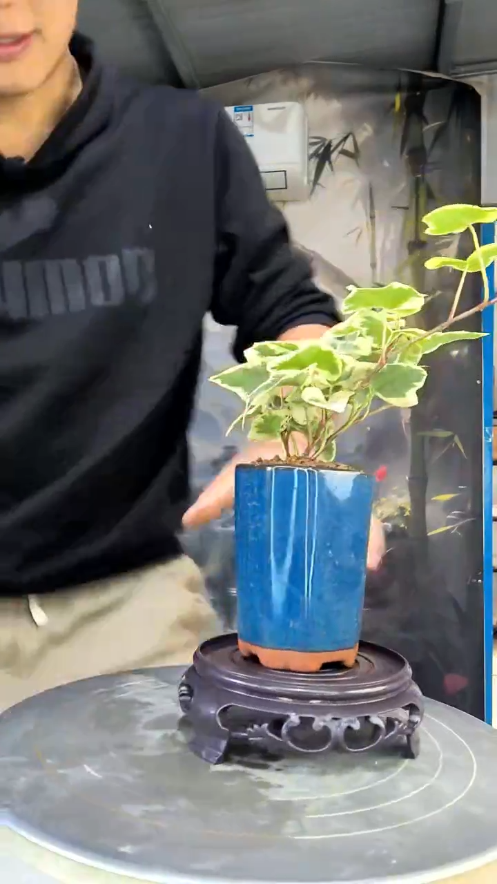 ?****K中青园艺一物一拍花450