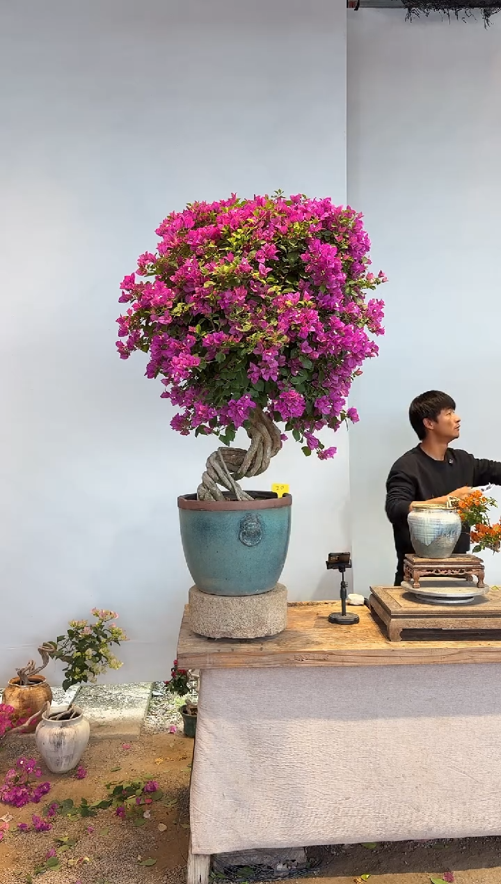 以实际为准M*Y三角梅20