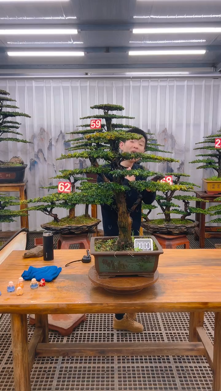 【闪购商品】紫砂精品盆景直播间一物一拍