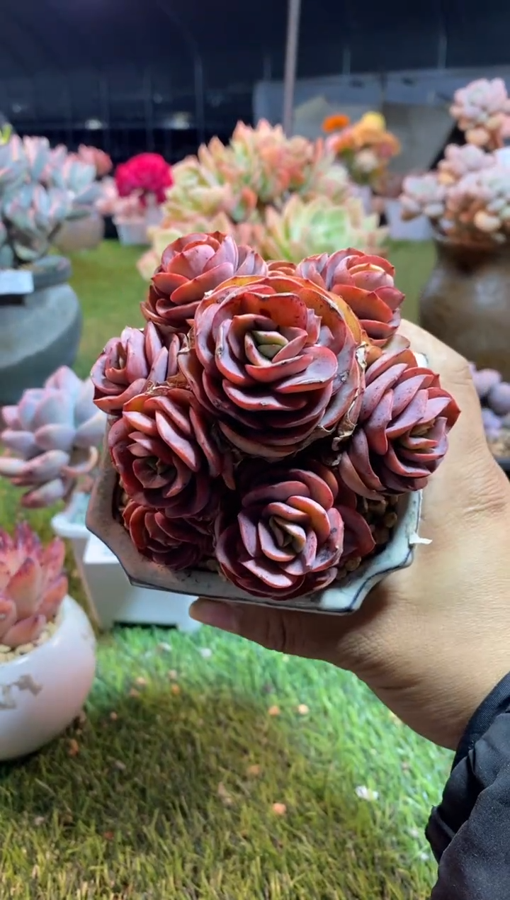 【闪购商品】0593a