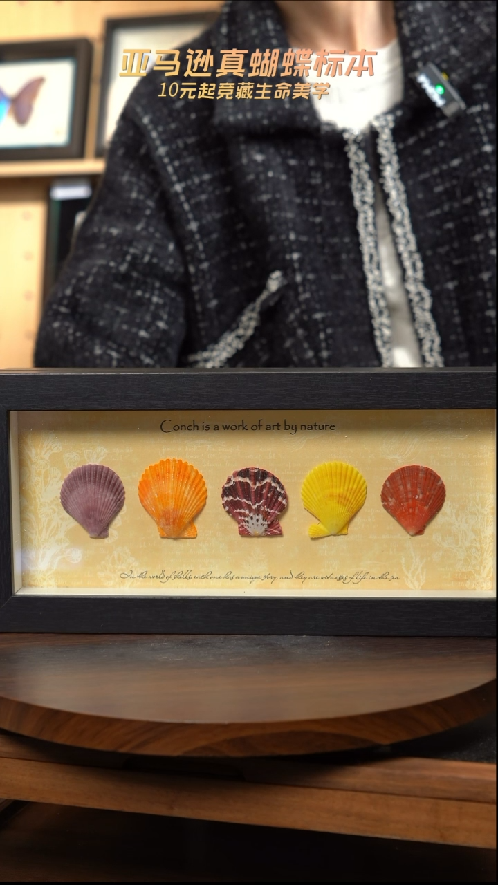 5色贝壳标本摆件 