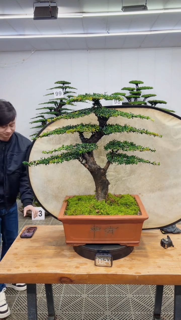 无花朵造型盆景一物一拍