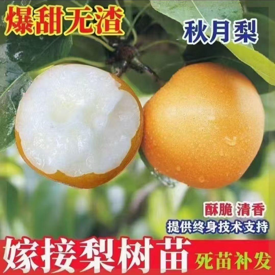 嫁接大果梨树树苗秋月梨翠冠梨树苗南北方均可种植盆地莱阳秋月梨