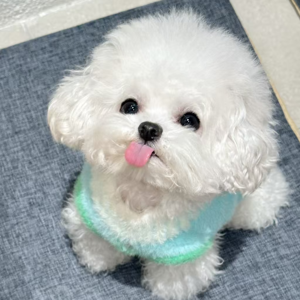 小型犬比熊宠物  TT2