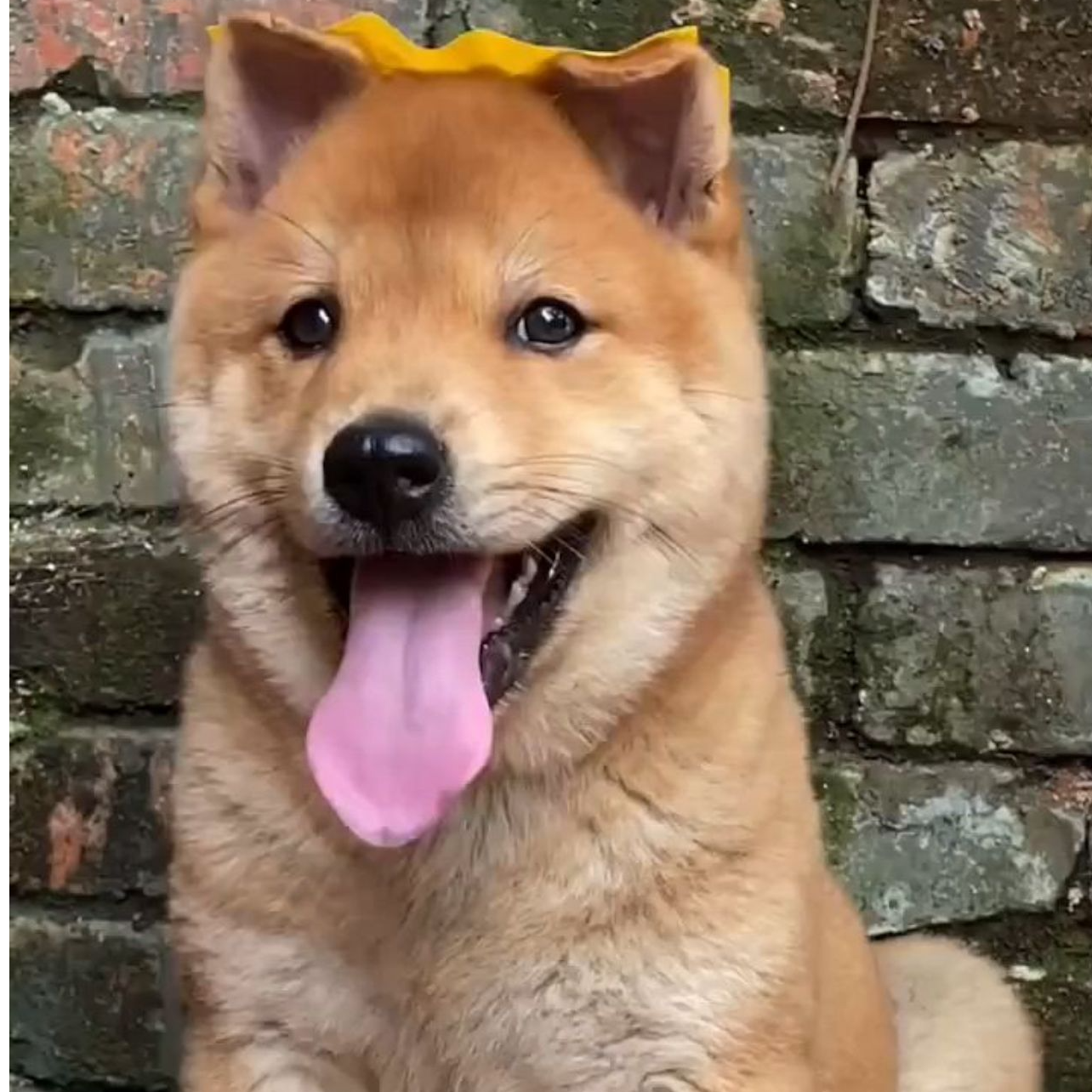 玉林老表田园犬白土松狗狗活体
