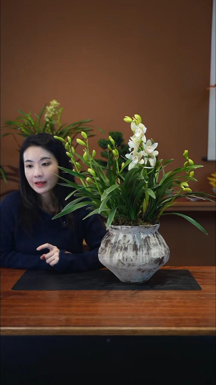 无花朵白玉香兰盆景盆景盆景