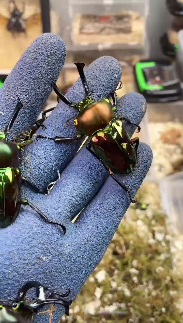 无**么2150彩虹锹甲成虫公一只+进口饲养套餐