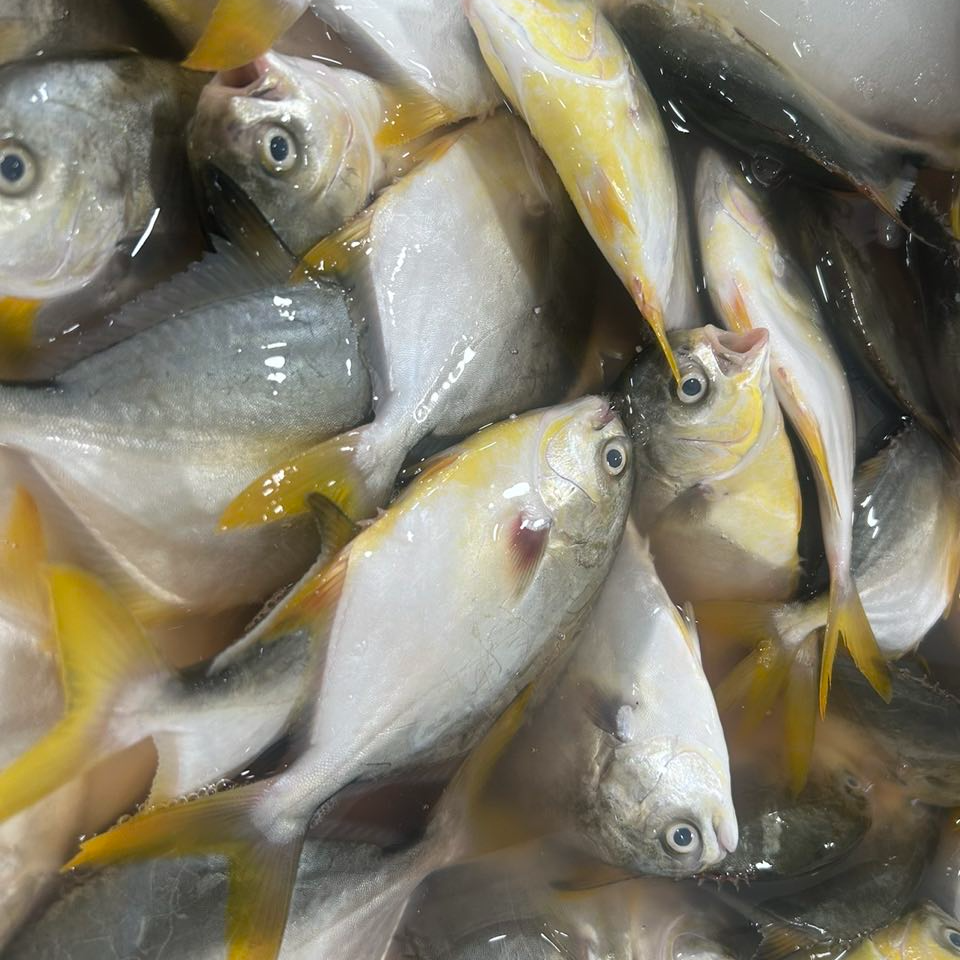 金鲳鱼 鲜冻 次日达 顺丰快递 厦门发货 2500g
