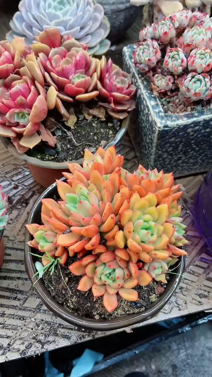 【闪购商品】15085