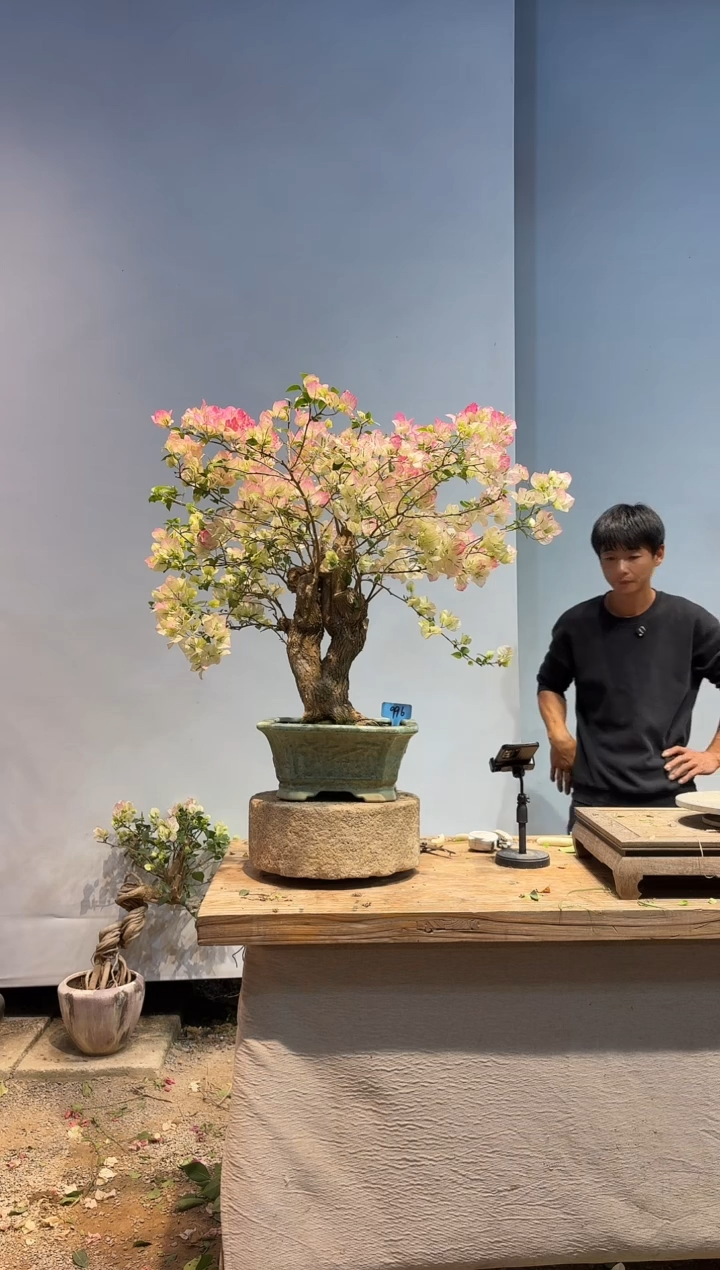 以实际为准M*豆三角梅96