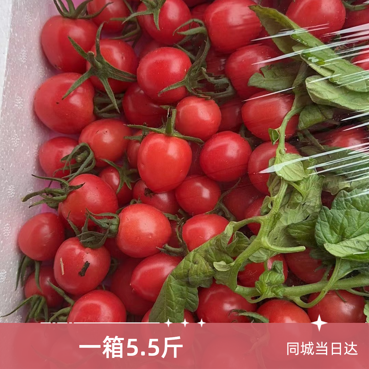 (同城当日达) 圣女果一箱5斤河北省