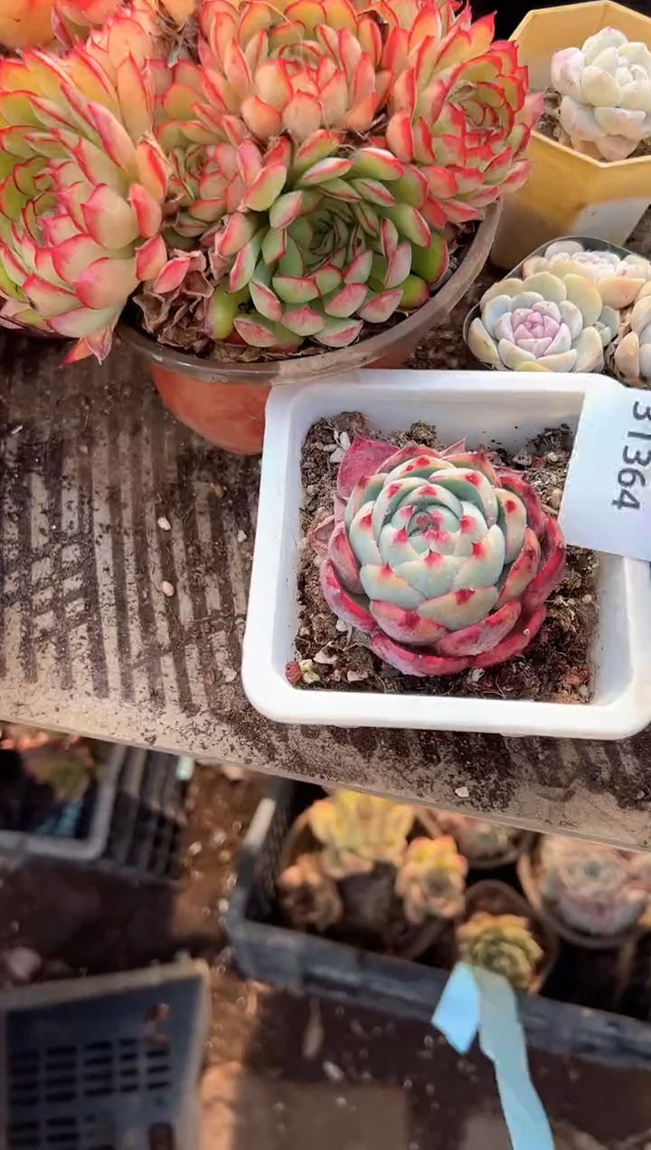 秋**?多肉植物一物一拍31364