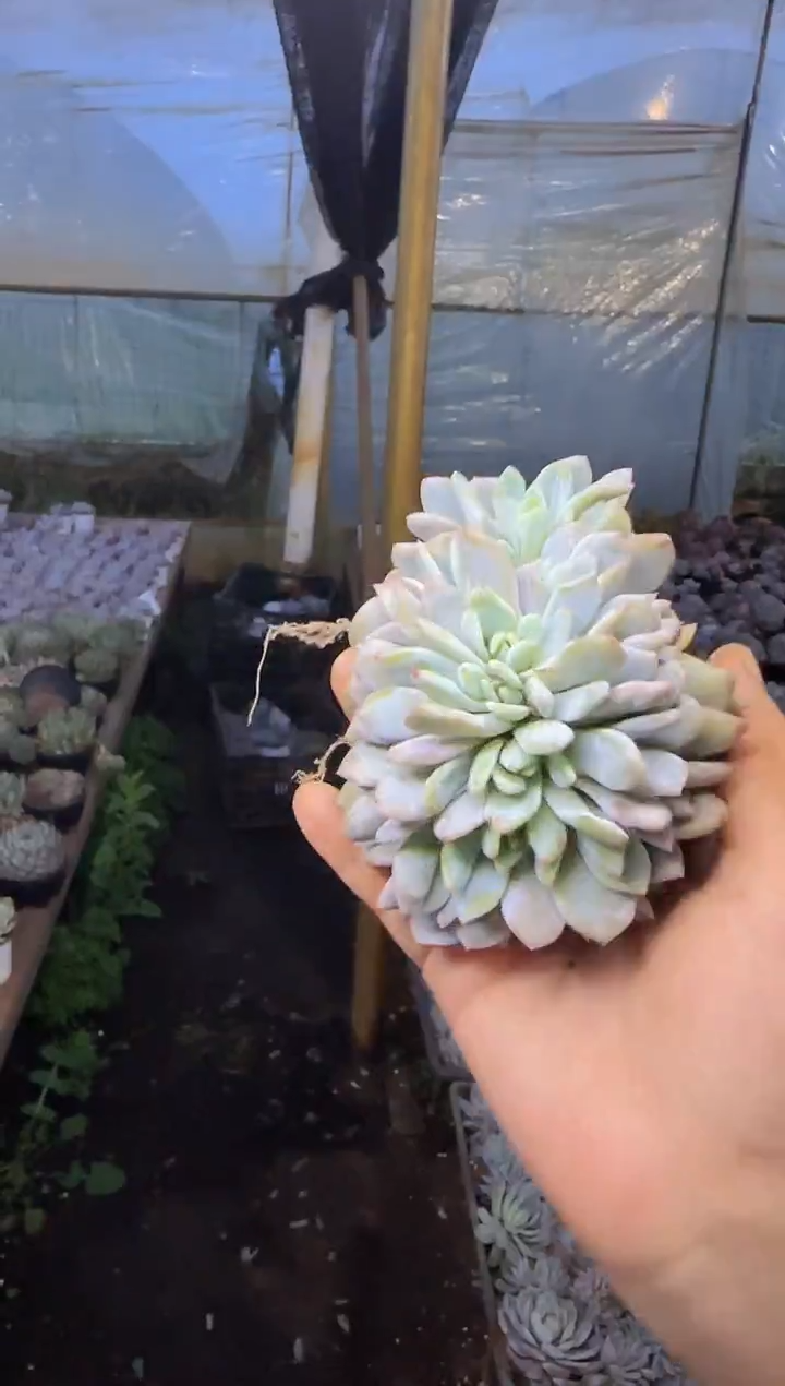 （1叶片起）架子上脱土梦露朵朵缀 5